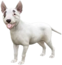 Bull Terrier puppy