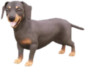 Dachshund puppy
