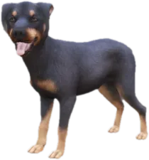 Doberman puppy