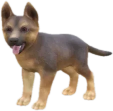 German Shepherd puppy