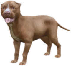 Pitbull puppy
