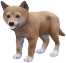 Shiba Inu puppy