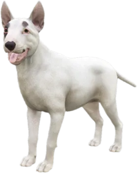 Bull Terrier adult