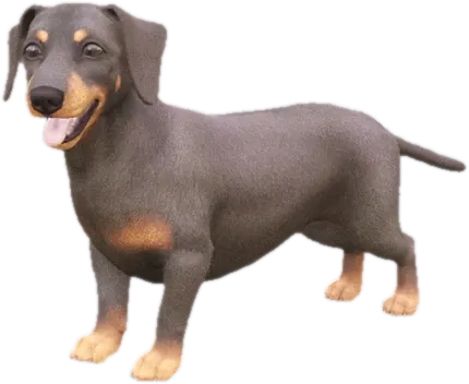 Dachshund adult