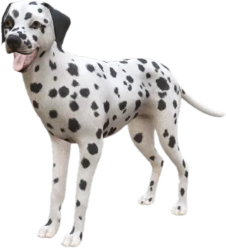 Dalmatian adult