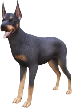 Doberman adult