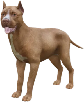 Pitbull adult