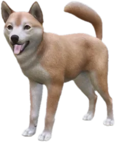 Shiba Inu adult