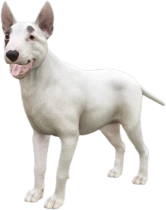 Bull Terrier adult