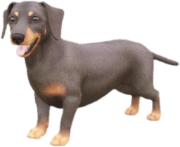 Dachshund adult