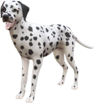 Dalmatian adult