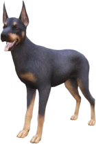 Doberman adult