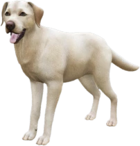 Labrador adult