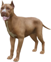 Pitbull adult