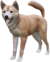 Shiba Inu adult
