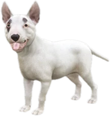 Bull Terrier puppy, Coat 1
