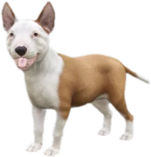 Bull Terrier puppy, Coat 2