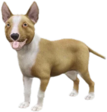 Bull Terrier puppy, Coat 3