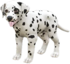 Dalmatian puppy, Coat 1