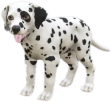Dalmatian puppy, Coat 2