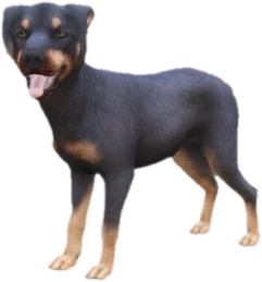 Doberman puppy, Coat 1