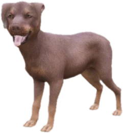 Doberman puppy, Coat 2