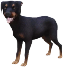 Doberman puppy, Coat 3