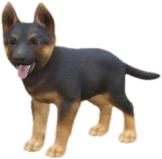 German Shepherd puppy, Coat 3