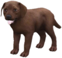 Labrador puppy, Coat 2