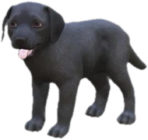 Labrador puppy, Coat 3