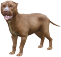 Pitbull puppy, Coat 1