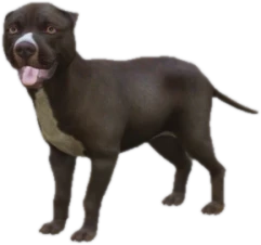 Pitbull puppy, Coat 2
