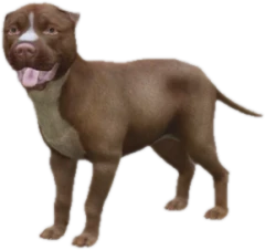 Pitbull puppy, Coat 3
