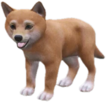 Shiba Inu puppy, Coat 2