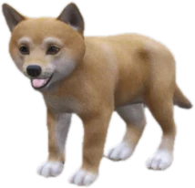 Shiba Inu puppy, Coat 3