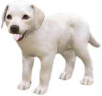 Labrador puppy, Coat 1