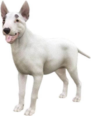 Bull Terrier adult, Coat 1