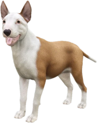 Bull Terrier adult, Coat 2