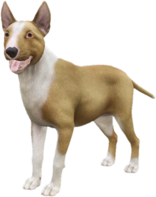Bull Terrier adult, Coat 3