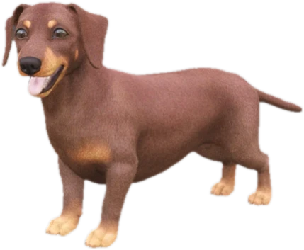 Dachshund adult, Coat 3