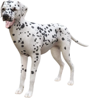 Dalmatian adult, Coat 2