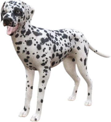 Dalmatian adult, Coat 3