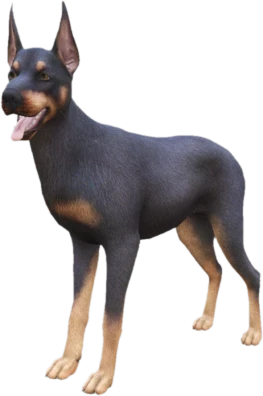 Doberman adult, Coat 1