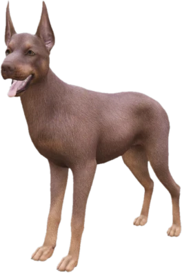 Doberman adult, Coat 2
