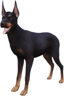 Doberman adult, Coat 3