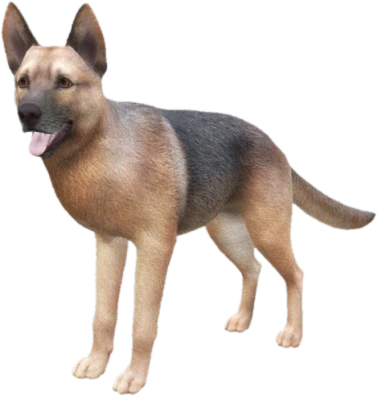 German Shepherd adult, Coat 1