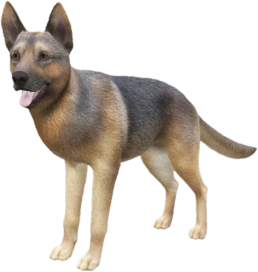 German Shepherd adult, Coat 2