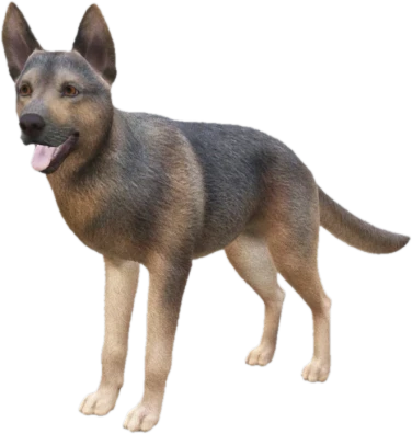 German Shepherd adult, Coat 3