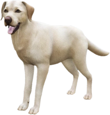 Labrador adult, Coat 1