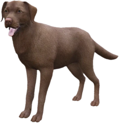 Labrador adult, Coat 2